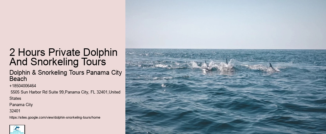 Cheap Dolphin Tours In Panama City Beach