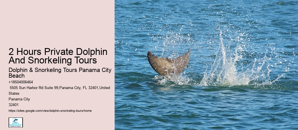 Dolphin Safaris PCB
