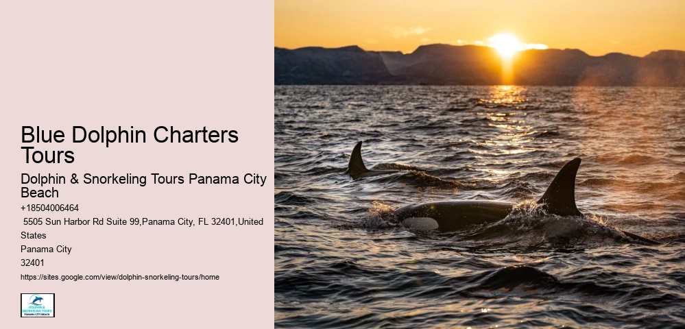 Guided Dolphin Safari with Snorkeling