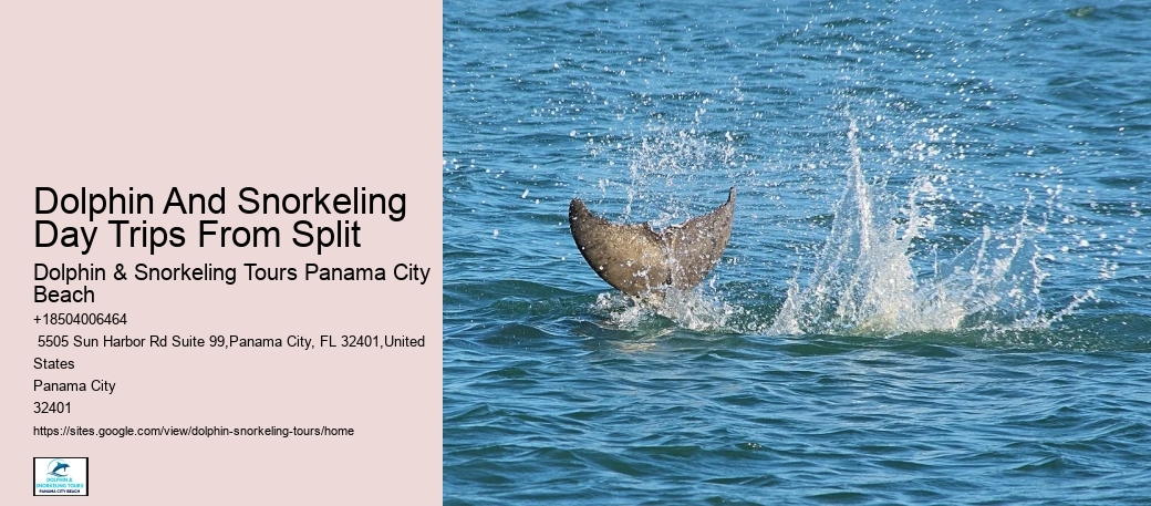 Dolphin Encounter