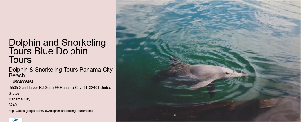 Panama City Beach dolphin spotting excursions