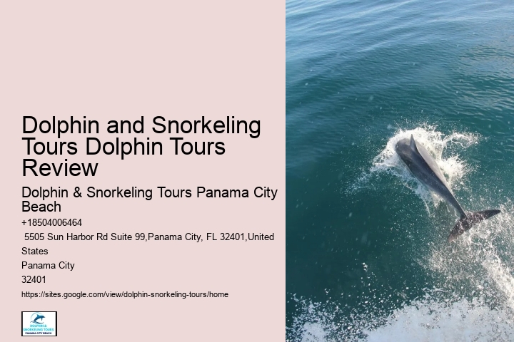 Dolphin Tours Near Me