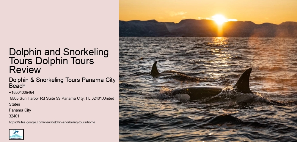 Split Vip Snorkeling And Dolphin Watching Tours