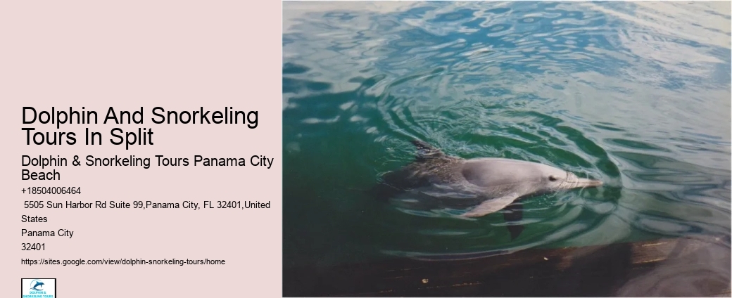 Split Group Tours For Snorkeling And Dolphin Watching