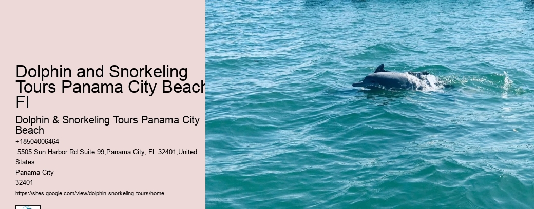 Dolphin Swim With Unlimited Food & Drinks