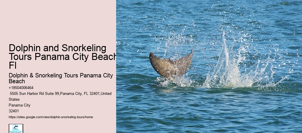 Split Luxury Yacht Charters For Dolphin And Snorkeling Tours