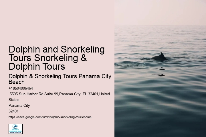 Where Can I See Wild Dolphins In Panama City Beach