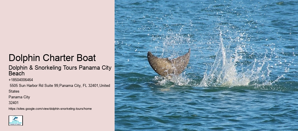 Panama City Beach dolphin discovery experiences