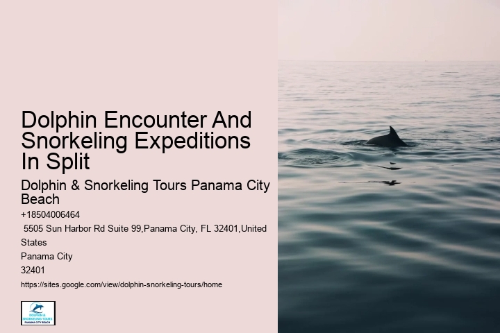 Are there any special events or themed tours for dolphin watching