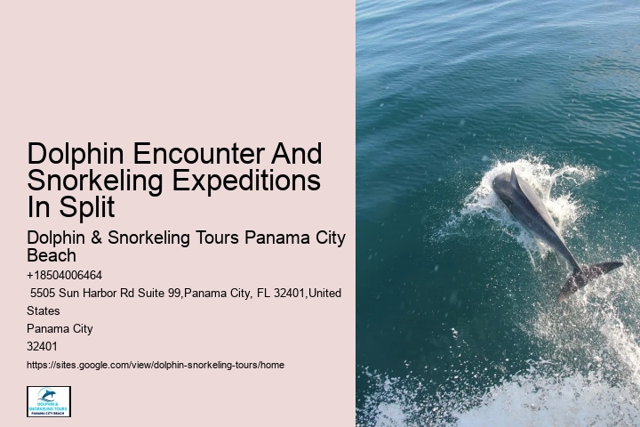 Panama City Beach dolphin discovery tours