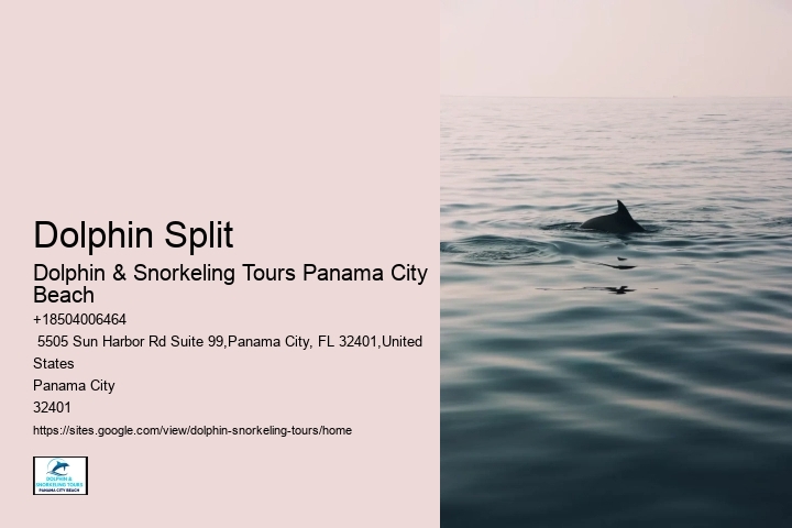 Panama City Beach Dolphin Tours Prices