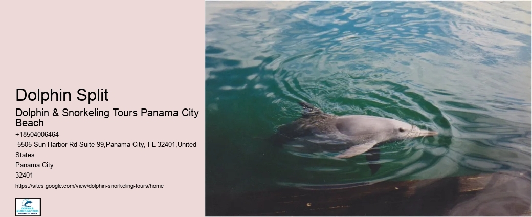 Top Panama City Beach Dolphin Watching