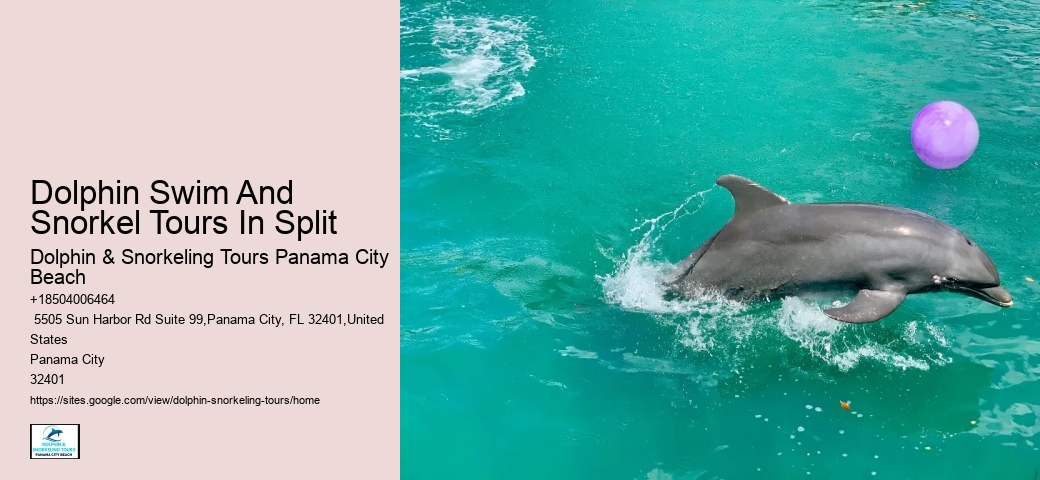 Elite Dolphin Expedition and Snorkeling Tours