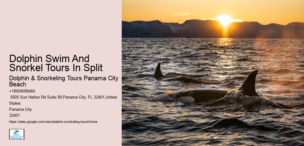 Secluded Dolphin Exploration and Snorkeling