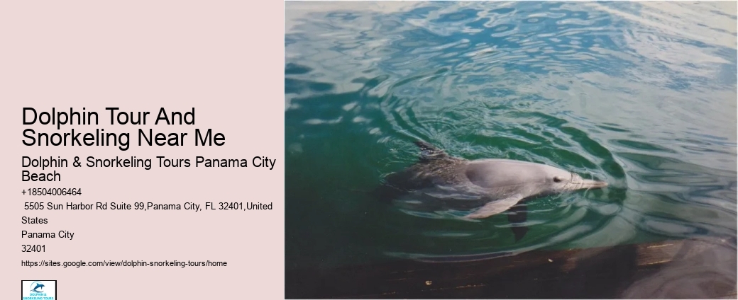 Dolphin Tours Tybee Island