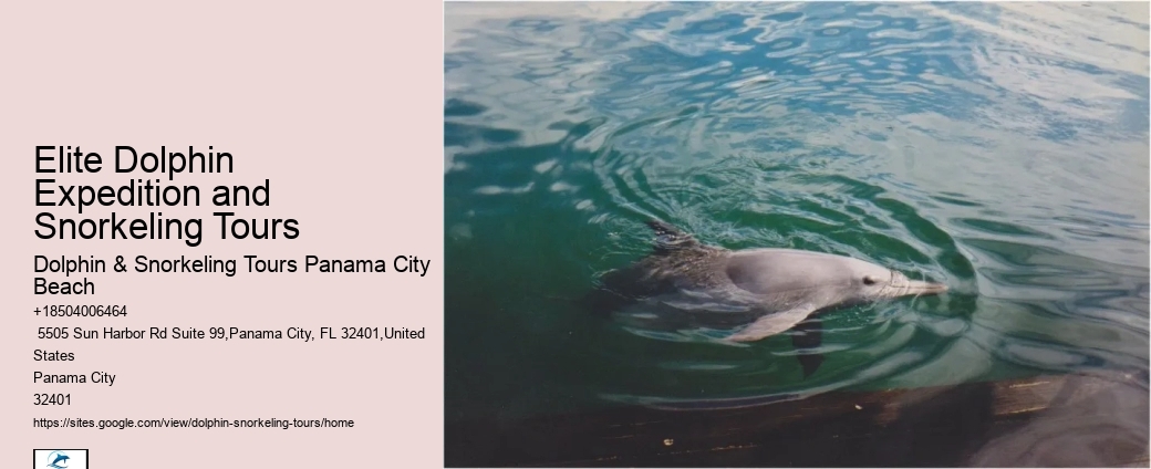 5 Reasons Not To Swim With Dolphins