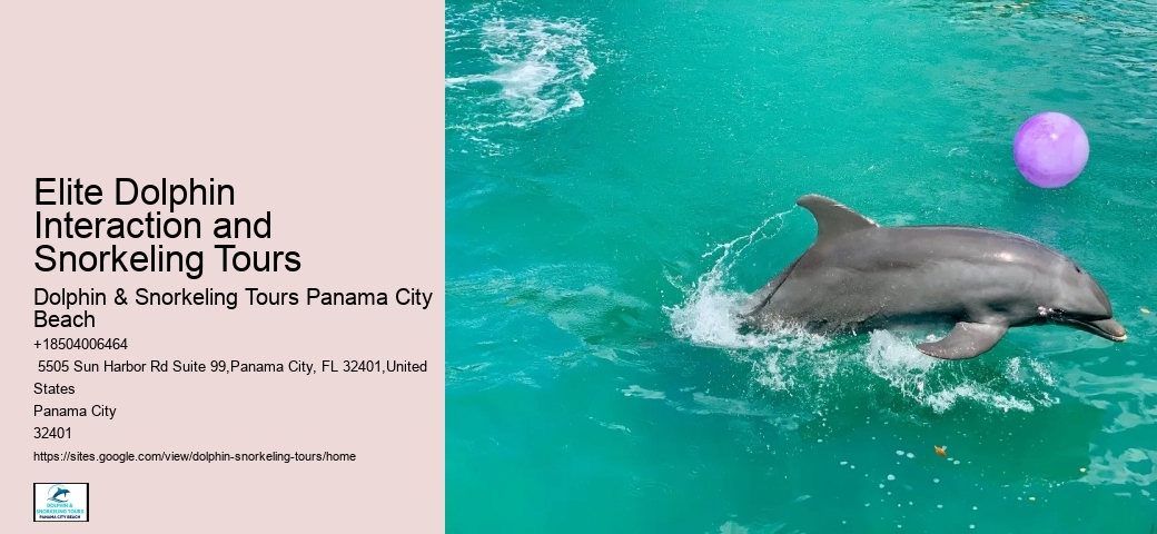 Is It Worth It To Swim With Dolphins