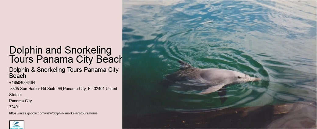 PCB Dolphin Sightseeing Trips