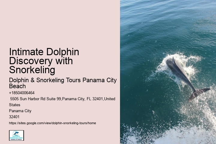 Must-haves For Your Dolphin Cruise