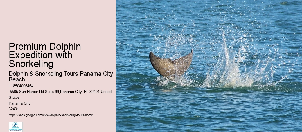 Where Is The Best Place To See Dolphins In The World