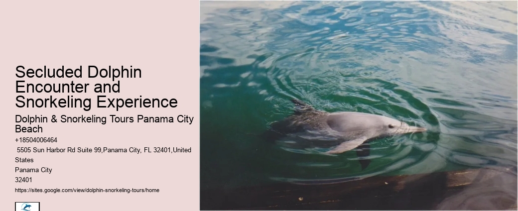 Panama City Beach Dolphin Sightseeing Trips