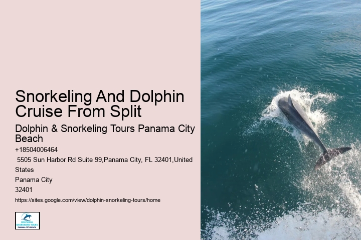 2 Hours Private Dolphin Tour