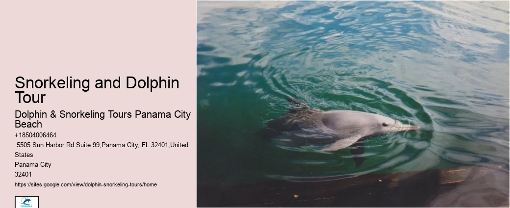 Split Small-group Dolphin And Snorkeling Tours