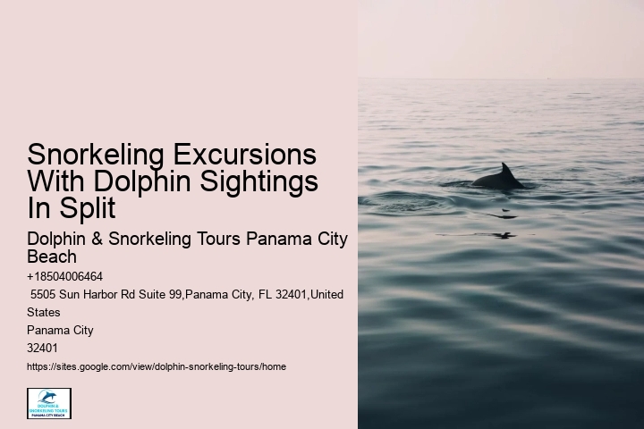 Individual Dolphin Watching with Snorkeling