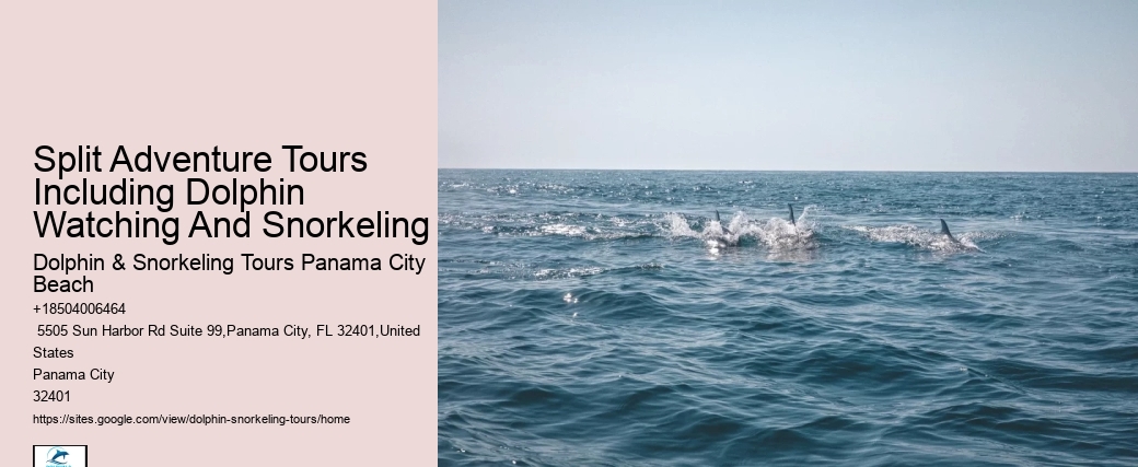 Dolphin Tours In Panama City Florida