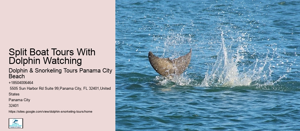 Split Exclusive Charters For Dolphin And Snorkeling Adventures