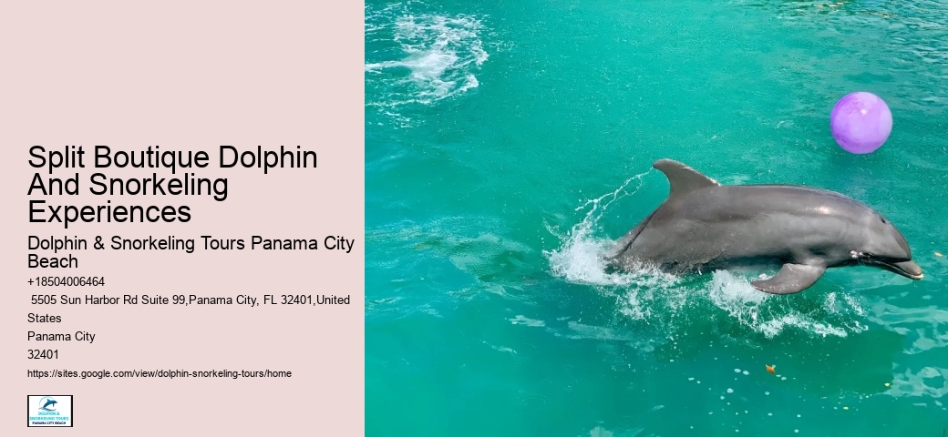 How Do You Attract Dolphins