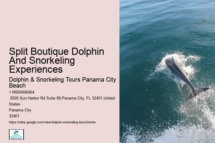 Tailored Dolphin Watching and Snorkeling Expeditions