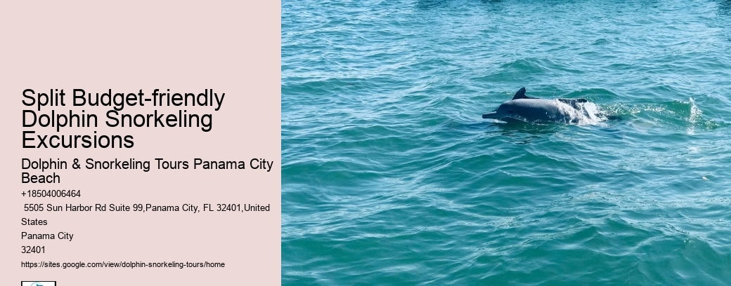 Beach Dolphin