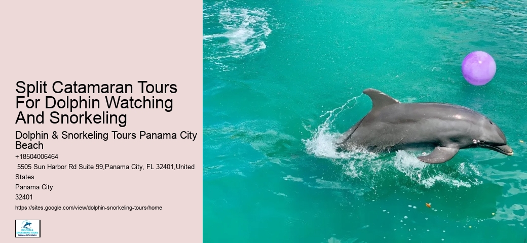 Split Adventurous Dolphin And Snorkeling Excursions
