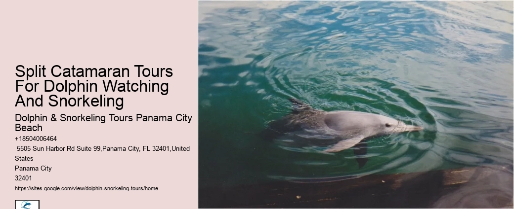 Panama City Beach dolphin sightseeing tours