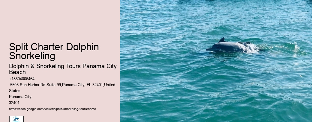 Dolphin Boat Tours PCB
