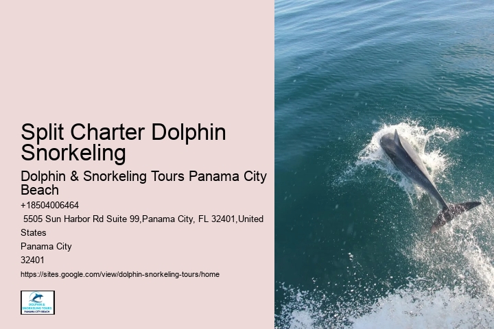 Water Planet Dolphin Swim Tours Panama City Beach Fl