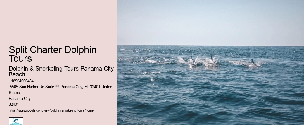Dolphin Watching Excursions in PCB