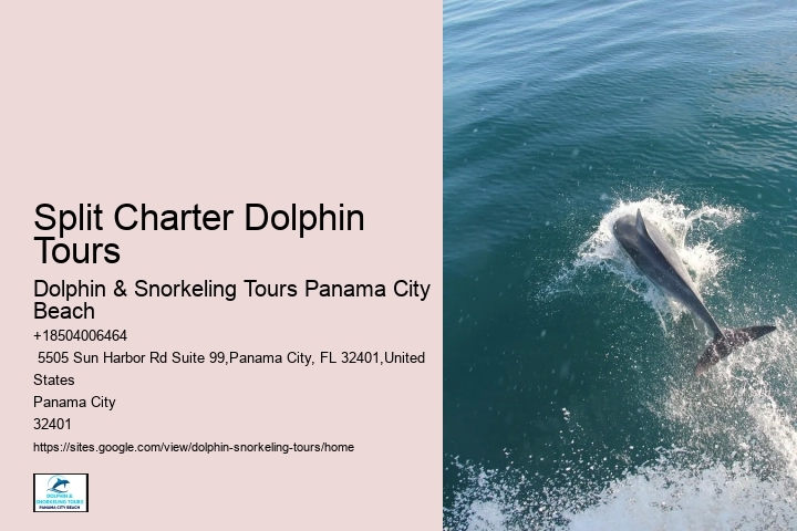 Do Dolphins Like To Play With Humans