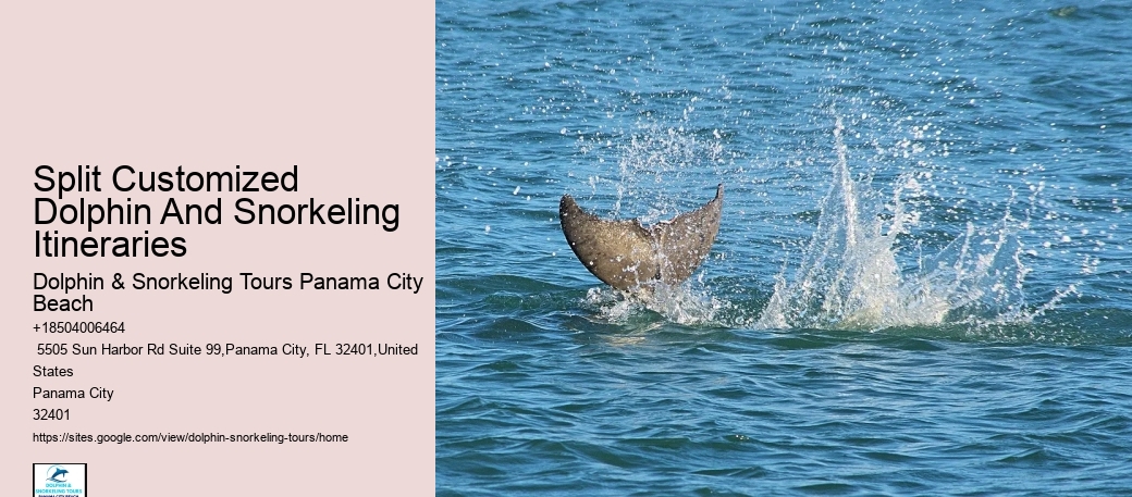 Exclusive Dolphin Expedition and Snorkeling