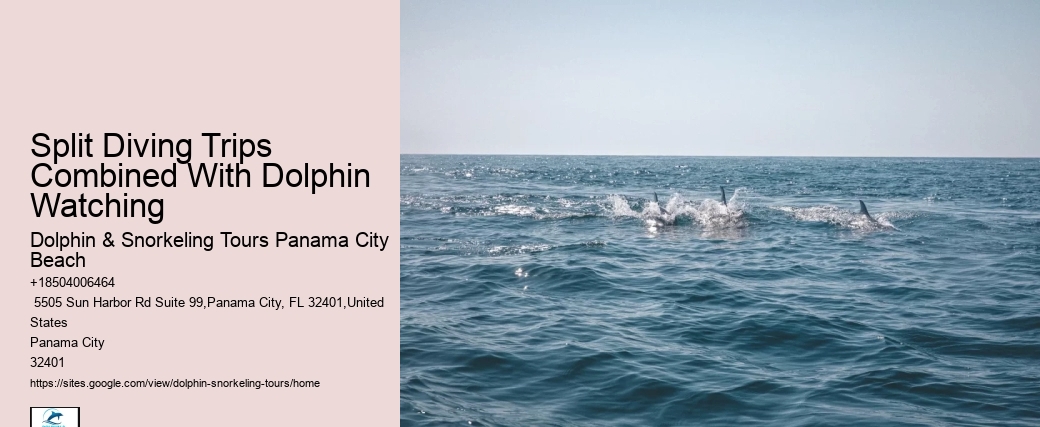 Private Dolphin Tours