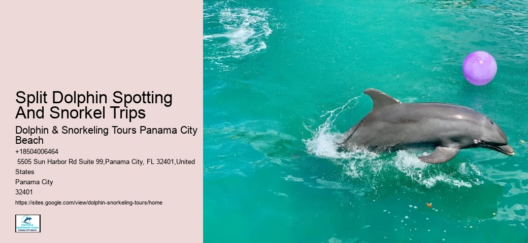 Enjoy Your Cruise Vacations In Cozumel Swimming With Dolphins