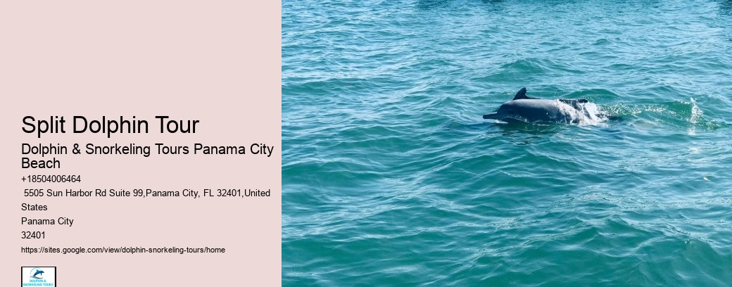 Panama City Beach Dolphin Boat Tour
