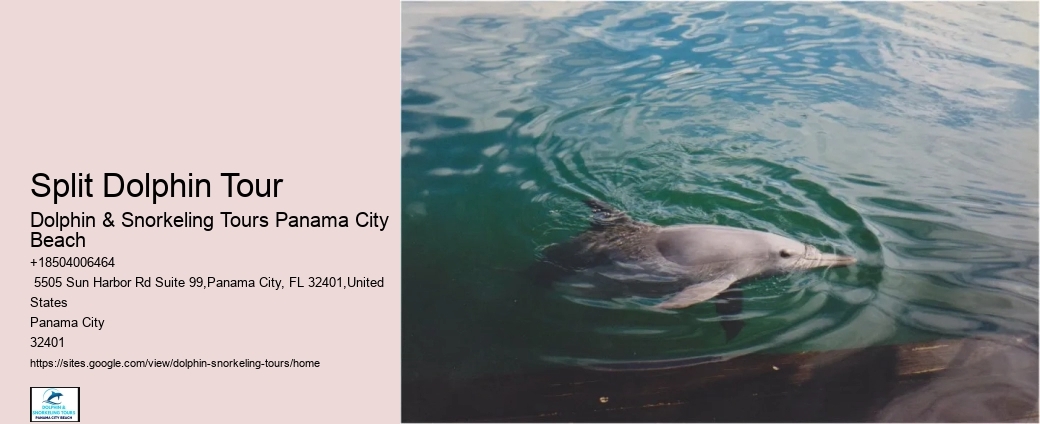 Dolphin And Snorkeling Tours Panama City Beach Fl