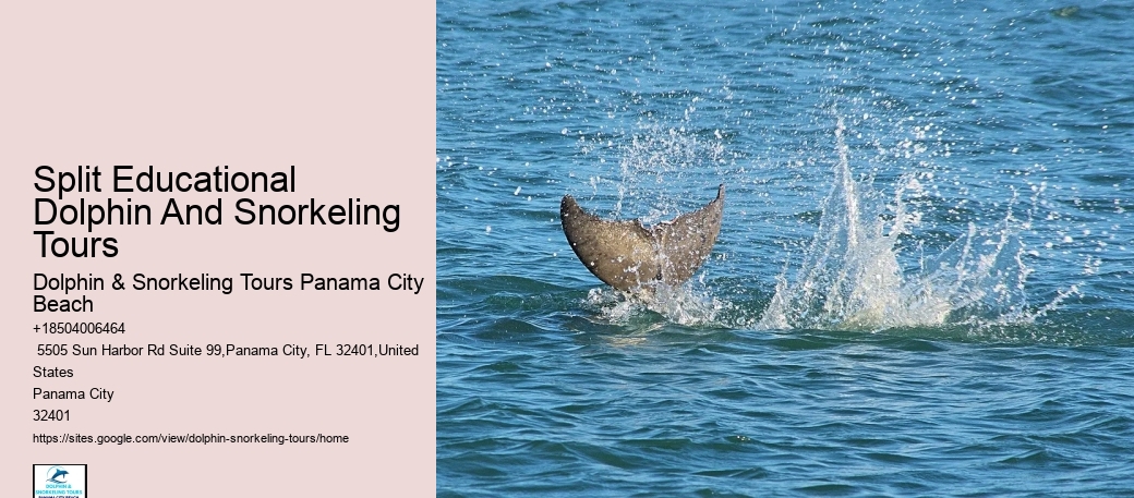 Tailored Dolphin Watching and Snorkeling Expeditions