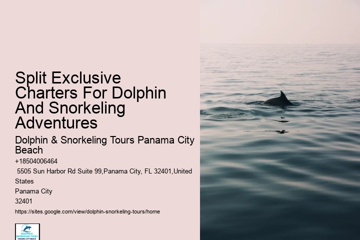 Custom Dolphin Swim and Snorkeling Trips