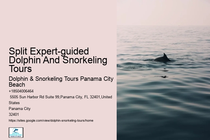 Premium Dolphin Spotting and Snorkeling Trips