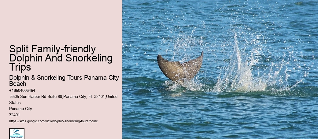 Beach Dolphin Tours