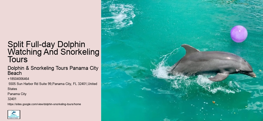 Why Do Dolphins Follow Boats
