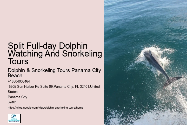 Why Do Dolphins Like Humans